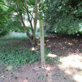 Harcourt Arboretum - Other sites - (5 of 5)