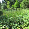 Harcourt Arboretum - Other sites - (3 of 5)