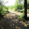 Harcourt Arboretum - Woodchip footpaths - (1 of 2)
